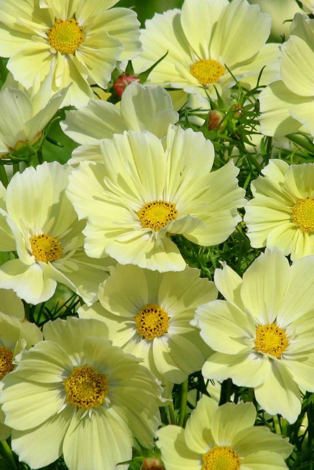 Shop Seeds