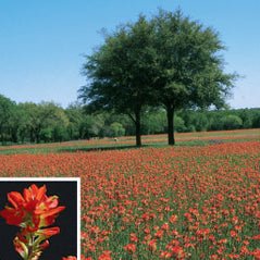 Wildflower Seeds